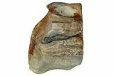Fossil Dinosaur (Triceratops) Shed Tooth - Montana #339783-1